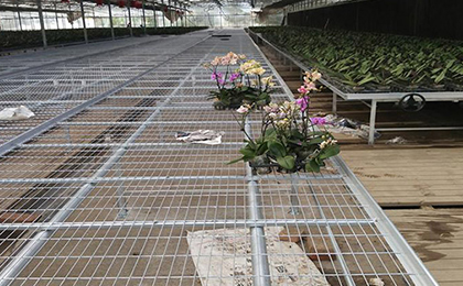 苗床網(wǎng)片 苗床網(wǎng)片