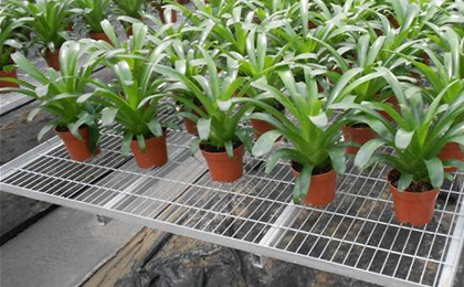 苗床網(wǎng)片 苗床網(wǎng)片