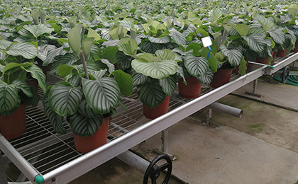 苗床網(wǎng)片 苗床網(wǎng)片