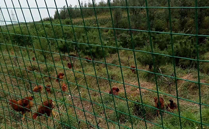 養(yǎng)殖場護(hù)欄網(wǎng) 養(yǎng)殖場護(hù)欄網(wǎng)