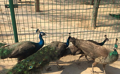 養(yǎng)殖場護欄網