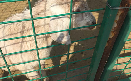 養(yǎng)殖場護(hù)欄網(wǎng) 養(yǎng)殖場護(hù)欄網(wǎng)